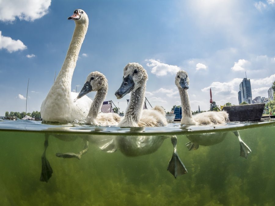 Schwäne in der alten Donau