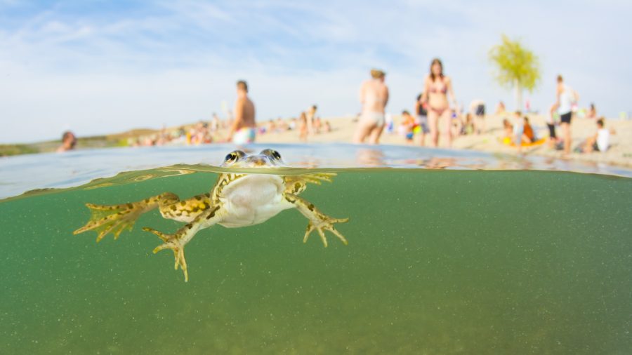 Frosch in der Alten Donau - Foto von Thomas Haider