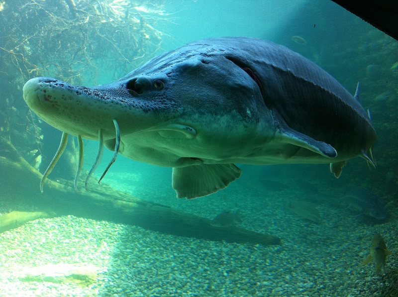 Harry Hausen ist der größte Stör im Großaquarium Engelhartszell (C) Silke Atteneder