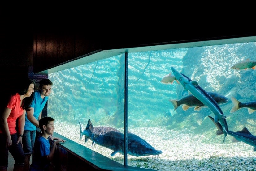 Engelhartszell (Oberösterreich): Großaquarium „Gigant der Donau“ im Wassererlebnis Mini-Donau